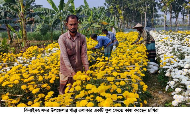 ঝিনাইদহে মহান বিজয় দিবস উপলক্ষে ব্যস্ত সময় পার করছেন ফুল চাষীরা