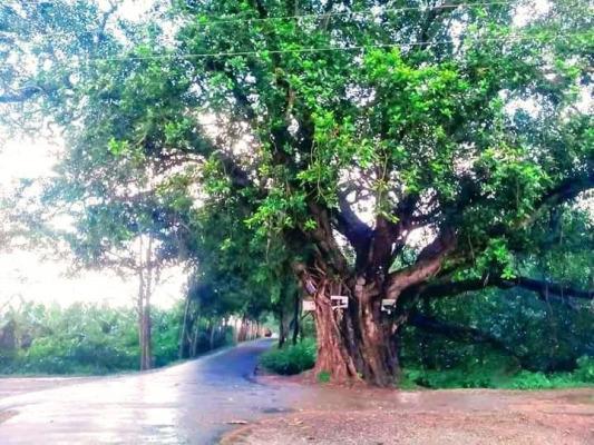 কালের সাক্ষী দেড়শ বছরের রূপির বটগাছ!