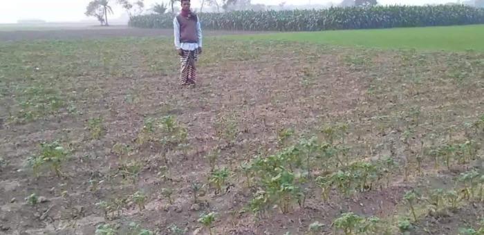 দামুড়হুদায় ভুল বালাইনাশকে কৃষকের আলুখেত নষ্ট