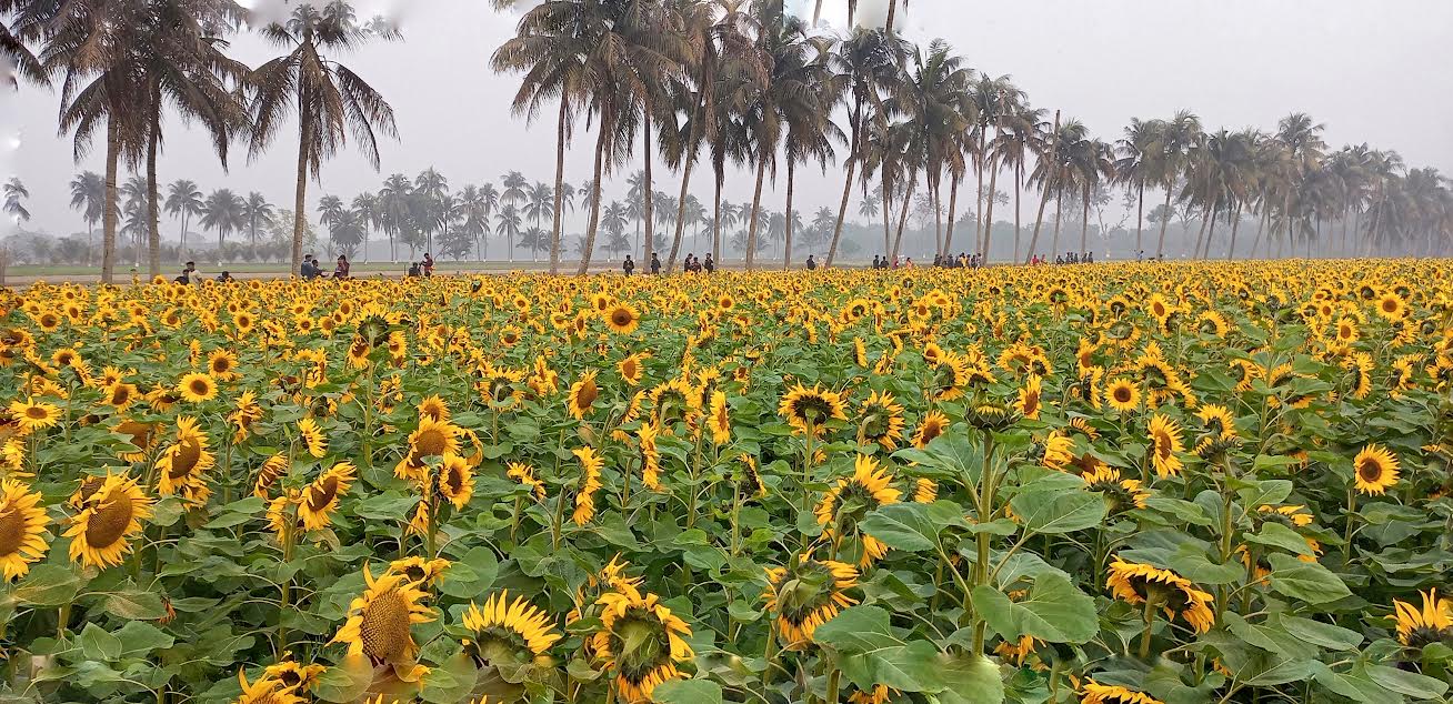 আমঝুপি বিএডিসি ফার্মে সূর্যমুখীর হাসি