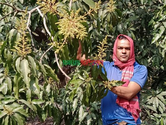 নির্ধারিত সময়ের আগেই গাছে গাছে মুকুলের সমাহার!