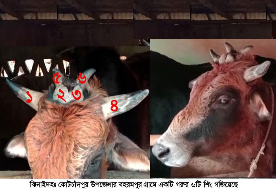 ঝিনাইদহে এক গুরুর ৬ শিং!