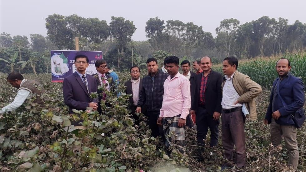 দামুড়হুদায় তুলা চাষ বিষয়ক মাঠ দিবস
