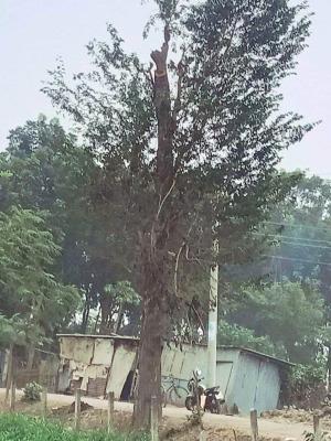কুড়ুলগাছিতে অবৈধভাবে সড়কের গাছ কেটে বিক্রির অভিযোগ