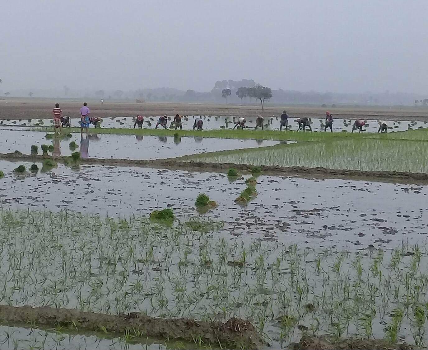 চুয়াডাঙ্গায় সকল প্রতিকূলতা কাটিয়ে লাভের আশায় ব্যস্ত সময় পার করছেন চাষীরা