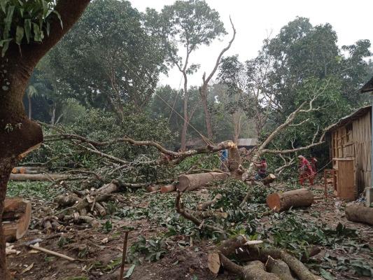 আলমডাঙ্গায় বিবাদমান জমি থেকে গাছ কেটে নেওয়ার অভিযোগ