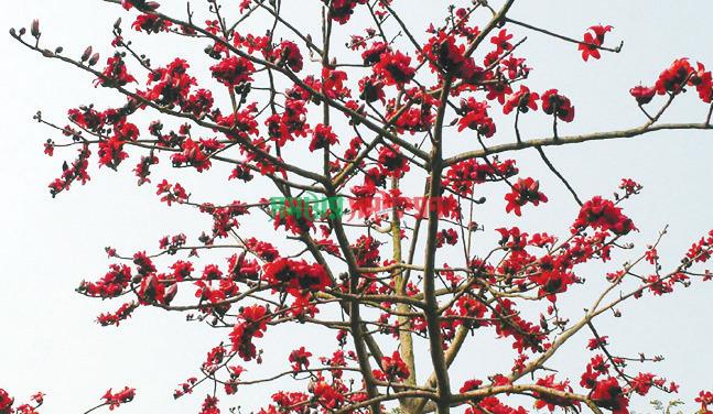 চুয়াডাঙ্গায় বিলুপ্তির পথে শিমুল!