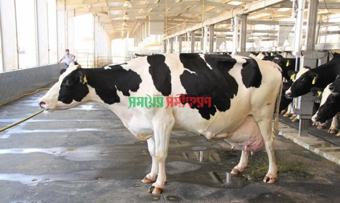 ১০০ টন দুধ দেবে ‘সুপার কাউ’