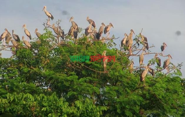ঝিনাইদহে অস্তিত্ব সংকটে অতিথি পাখি শামখোল