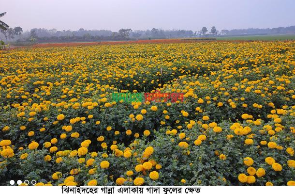 ঝিনাইদহে বিশ্ব ভালোবাসা দিবস ও বসন্ত উৎসব উপলক্ষে ফুলের বাজার সরগরম