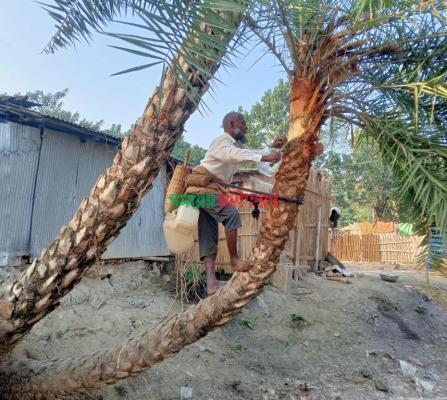 বিলুপ্তির পথে খেজুর গাছ, মানুষ ভুলছে রসের স্বাদ
