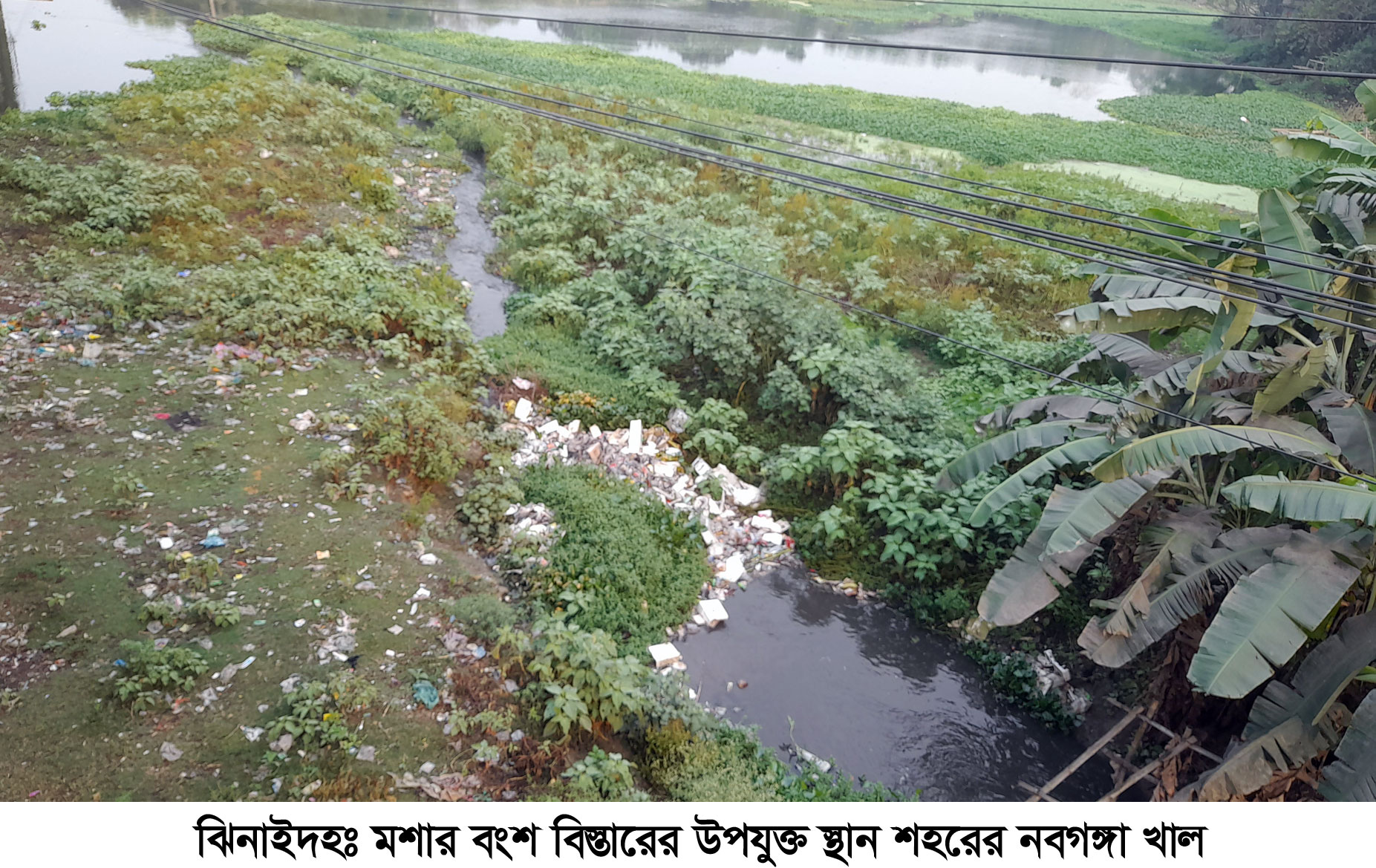 ঝিনাইদহ শহরে বেড়েছে মশার উপদ্রব, অতিষ্ঠ মানুষ