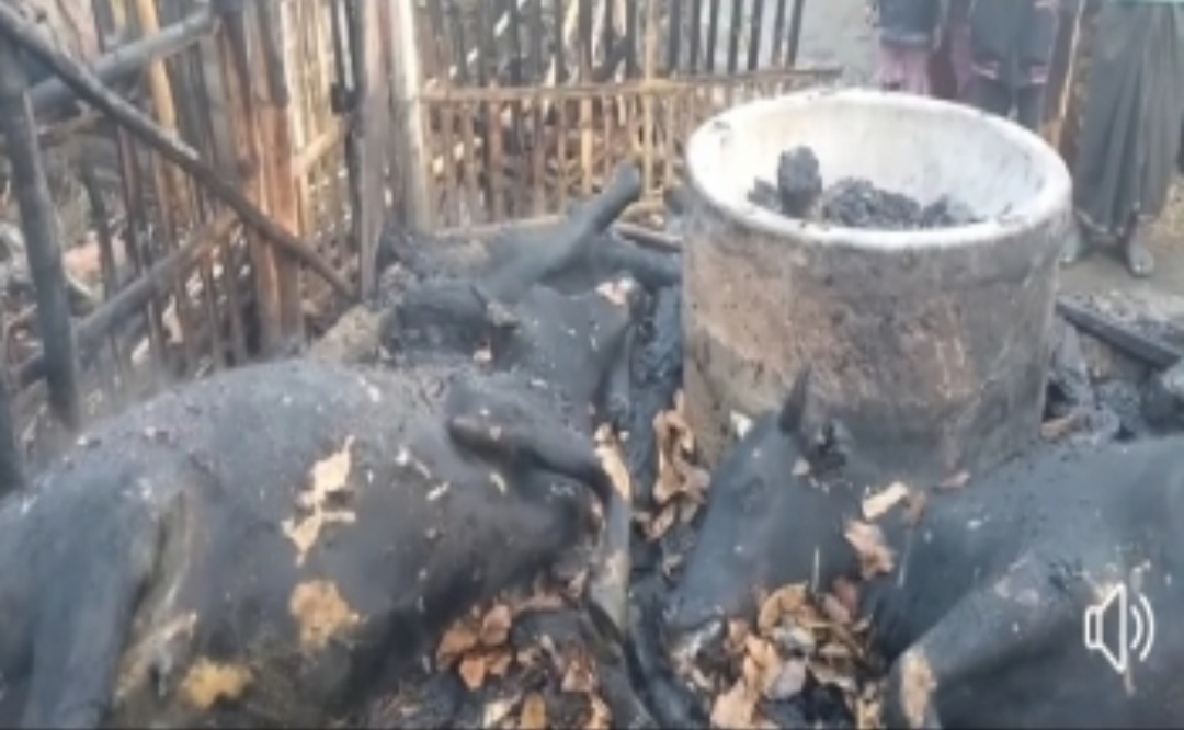 আগুনে পুড়লো ৪টি গরু ও ২টি ছাগল