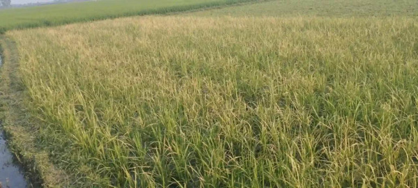 কুড়ুলগাছিতে আগাছানাশক ছিটিয়ে কৃষকের জমির ধান বিনষ্ট