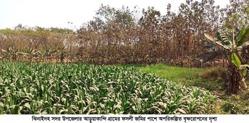 গাছ কাটার অনুমতি চেয়ে কৃষকদের গণসাক্ষর