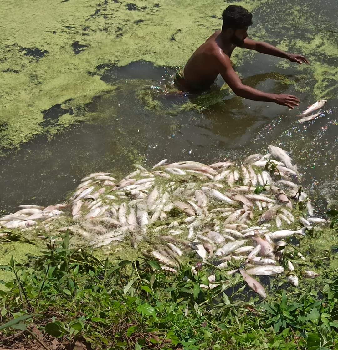 ৫ লাখ টাকার মাছ নিধনের অভিযোগ