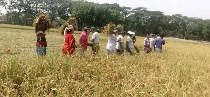 আলমডাঙ্গায় কৃষকের ধান কেটে দিলেন কৃষক লীগের নেতা-কর্মীরা