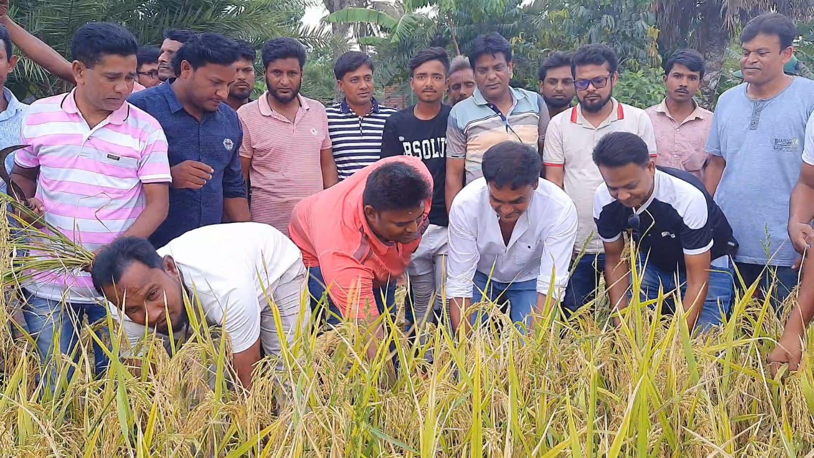 চুয়াডাঙ্গায় কৃষকের ধান কেটে দিল যুবলীগ ও ছাত্রলীগ