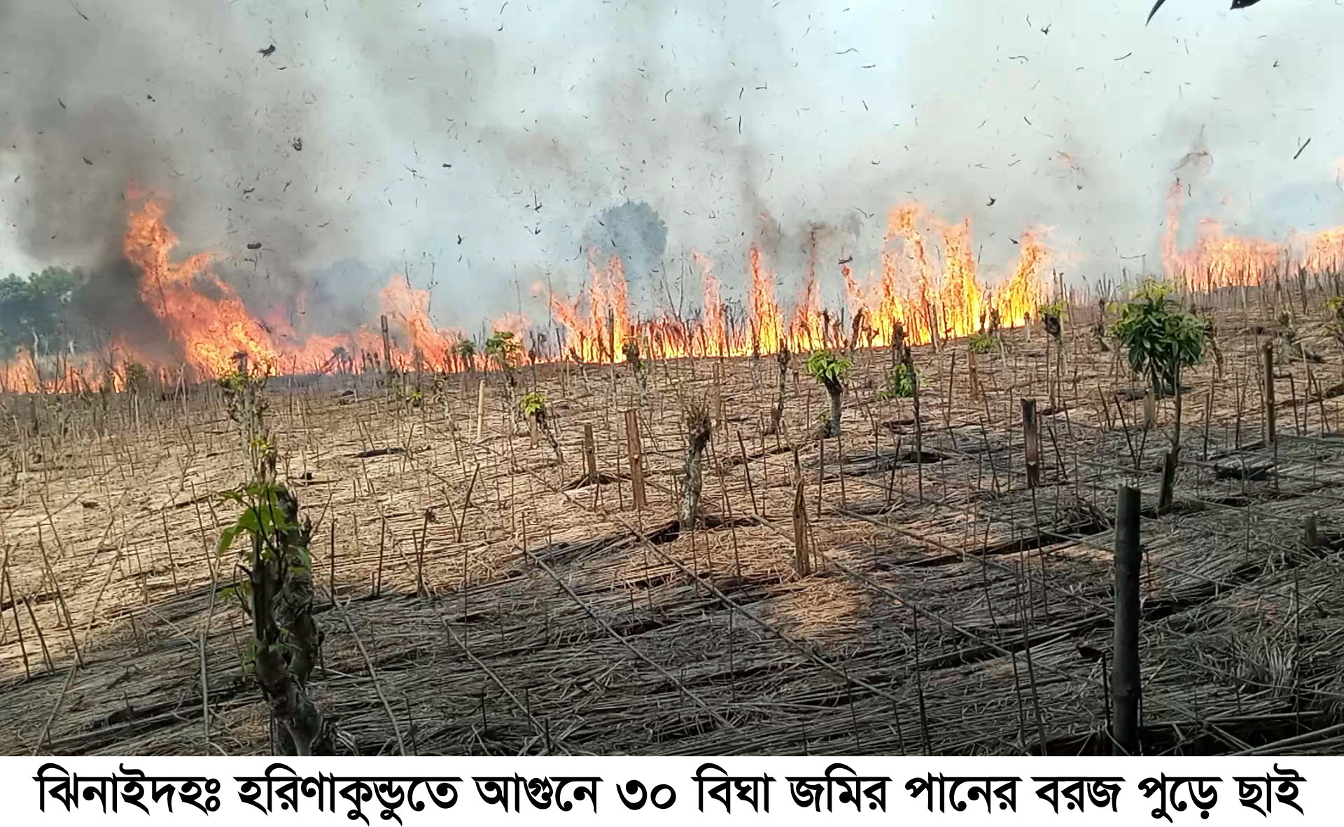 হরিণাকুণ্ডুতে ৩০ বিঘা জমির পানবরজ পুড়ে ছাই