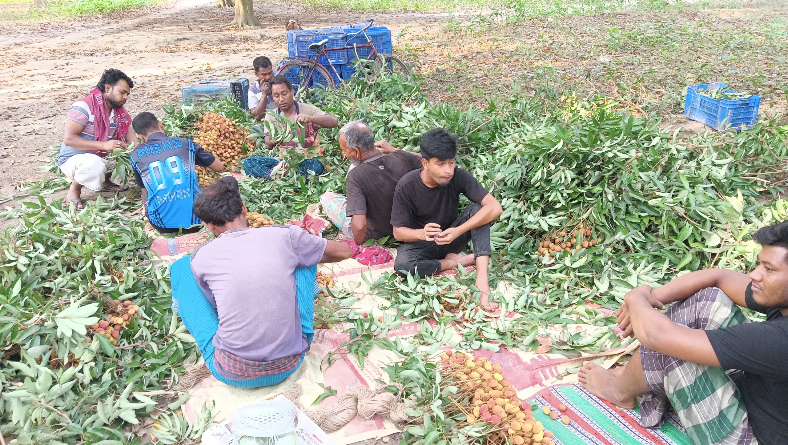 মুজিবনগরে লিচু পাড়া শুরু
