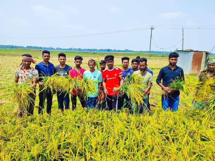 চুয়াডাঙ্গায় পৃথকস্থনে কৃষকের ধান কেটে দিল ছাত্রলীগ