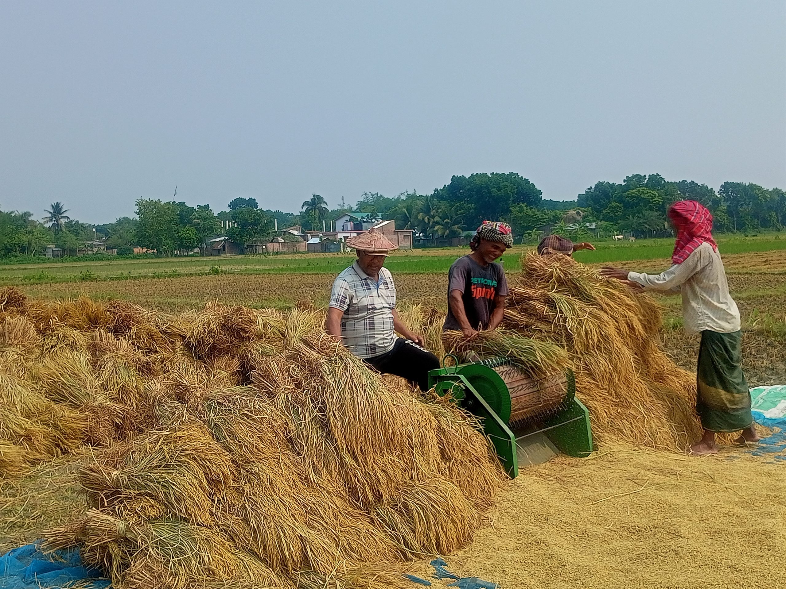 ধানের বাম্পার ফলনেও মলিন কৃষকের মুখ