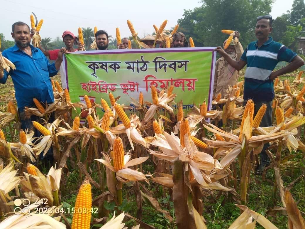 চুয়াডাঙ্গায় রকেট-৫৫ ও হিমালয় ভুট্টা চাষে বাম্পার ফলন