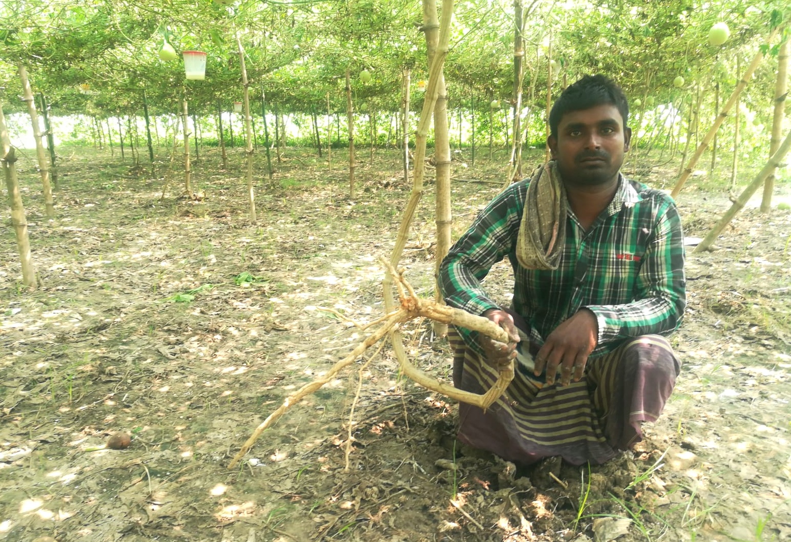 গাংনীতে লাউগাছের সঙ্গে শত্রুতা!