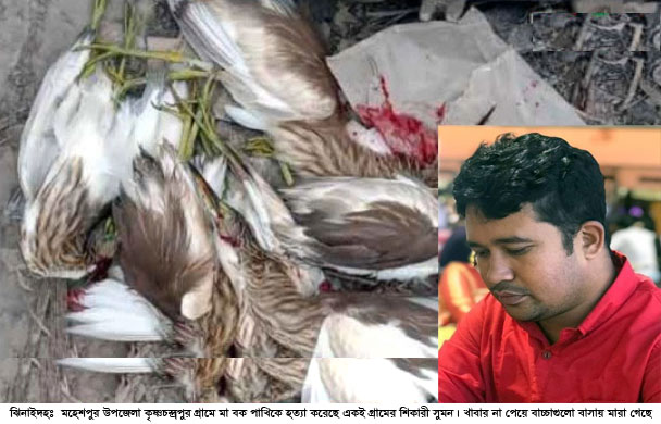 মা বক পাখি হত্যা, অনাহারে চার ছানার মৃত্যু