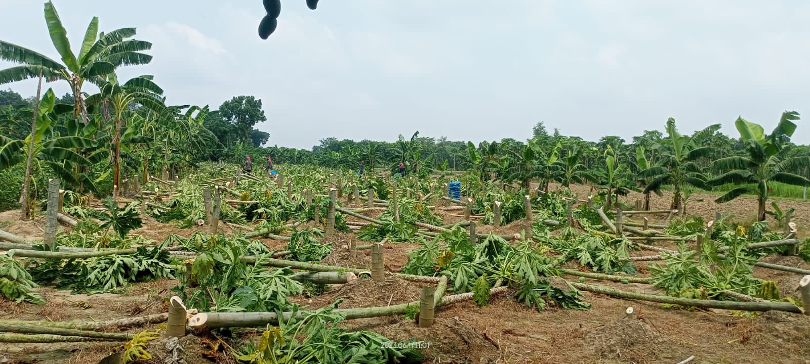 দামুড়হুদায় চার বিঘা পেঁপে গাছ কেটে দেয়ার অভিযোগ