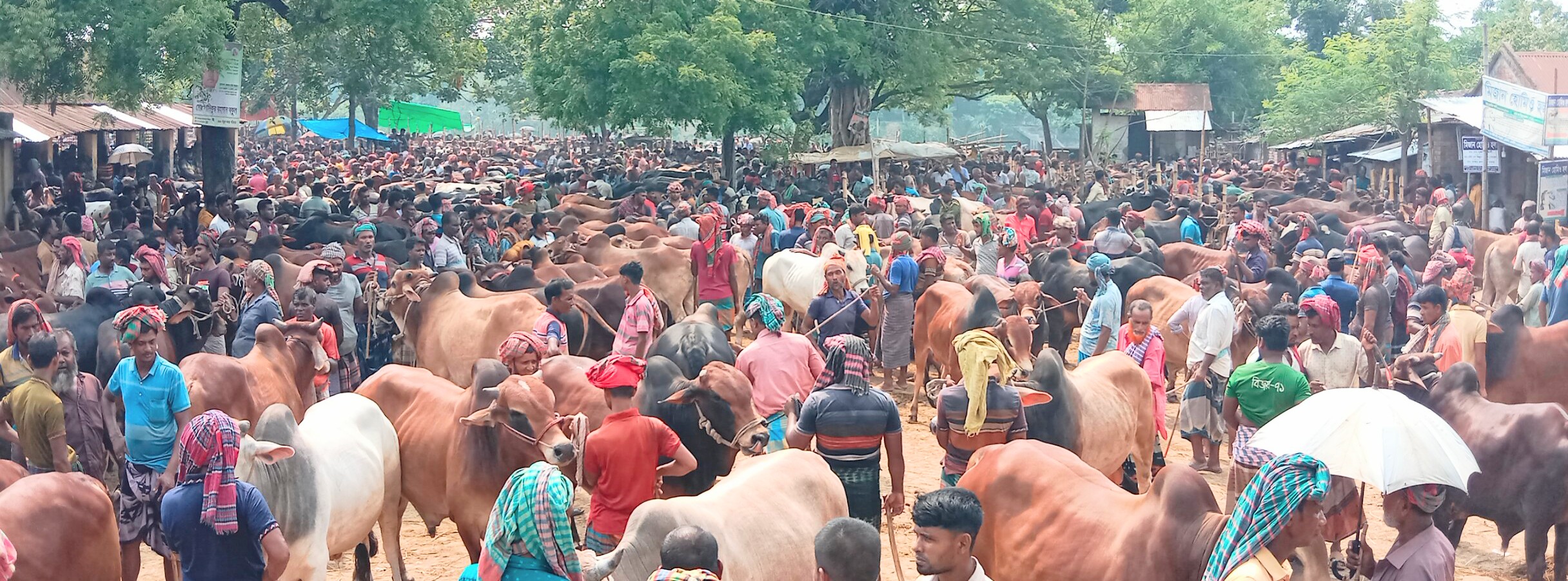 ইজারাবিহীন বৃহত্তম ডুগডুগি পশুহাটে গরু প্রতি ৮ শ টাকা খাজনা আদায়
