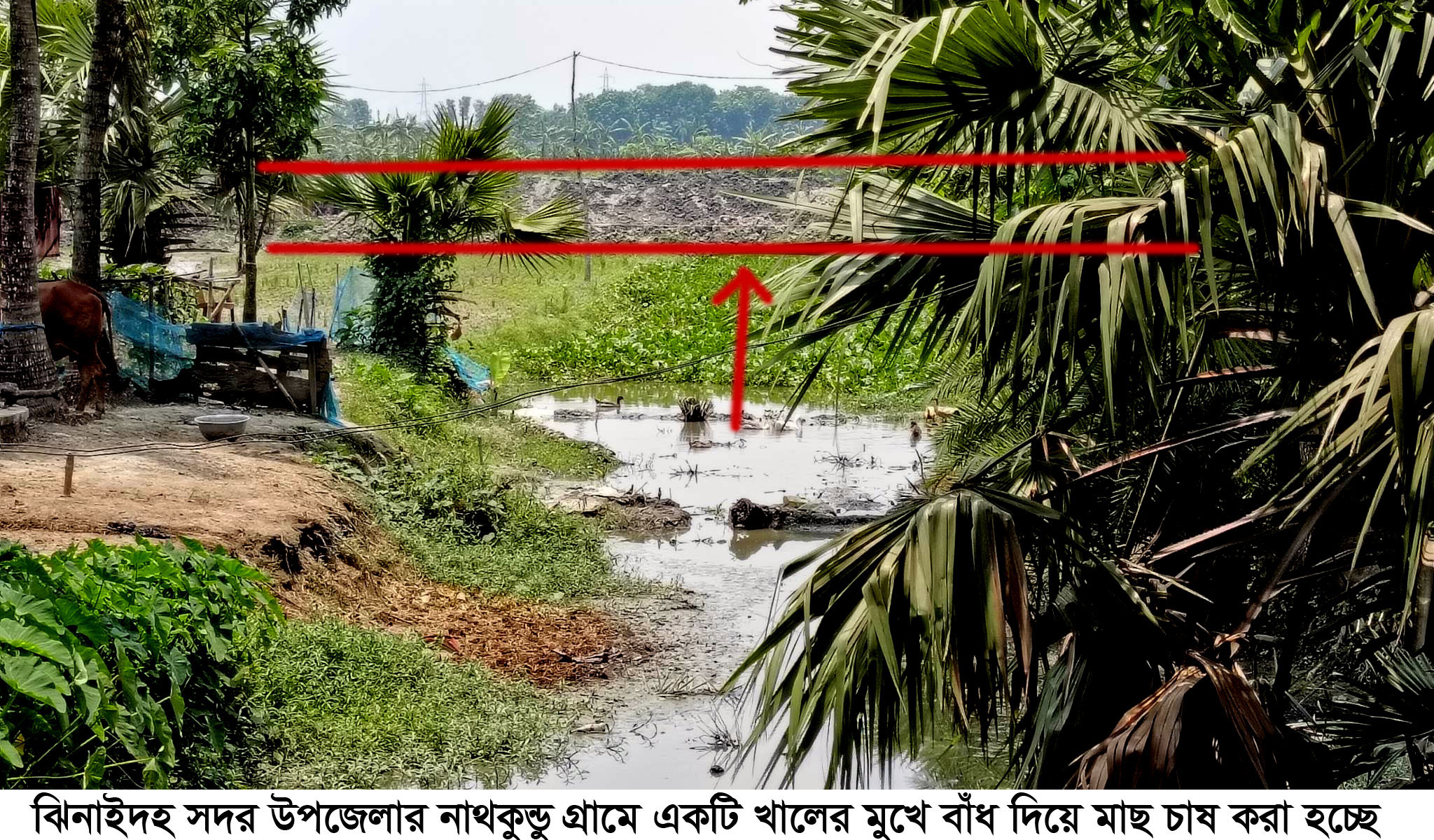 ঝিনাইদহে খালের মুখ বন্ধ করে মাছ চাষ, ফসলহানির শঙ্কা