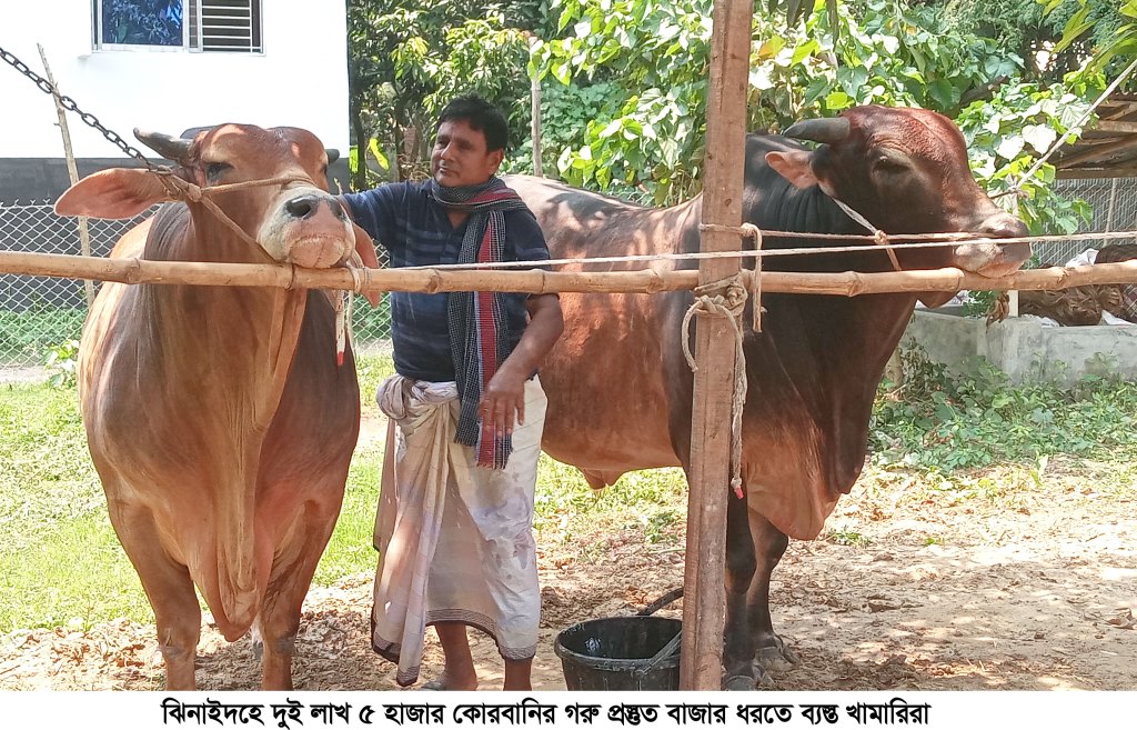 জেলায় কোরবানির জন্য প্রস্তুত প্রায় ২ লাখ ৫ হাজার গরু