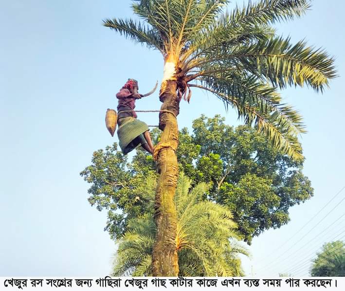 রস সংগ্রহে খেজুর গাছ কাটায় ব্যস্ত মহেশপুরের গাছিরা