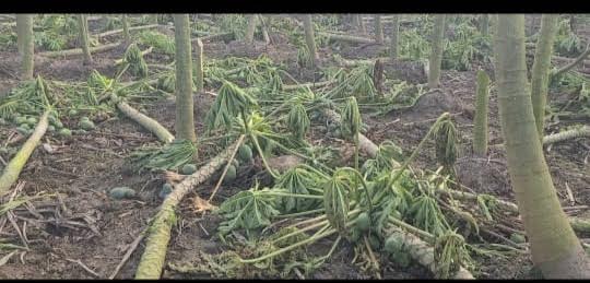 দর্শনার বারাদী গ্রামের মাঠে ১৯ লাখ টাকার ফসল কর্তনের অভিযোগ