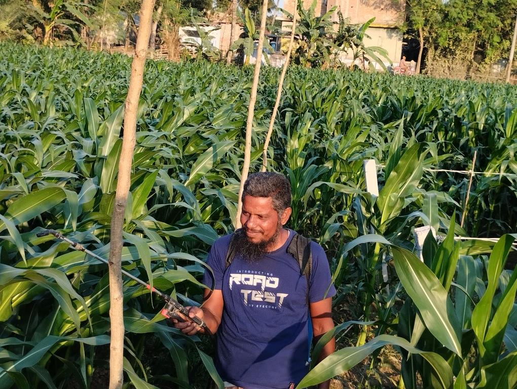 দামুড়হুদায় ভুট্টা পরিচর্যায় ব্যস্ত কৃষকরা