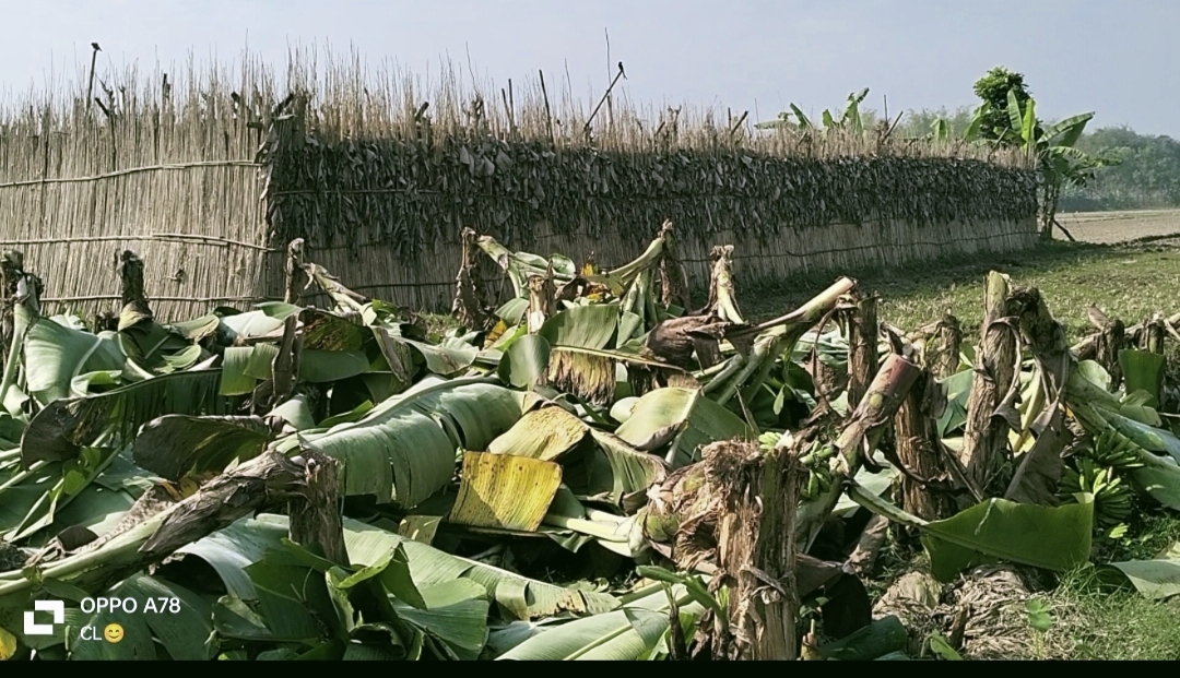 আলমডাঙ্গার ভাংবাড়ীয়ায় শত্রুতার জেরে কলাবাগান কেটে তছরুপ