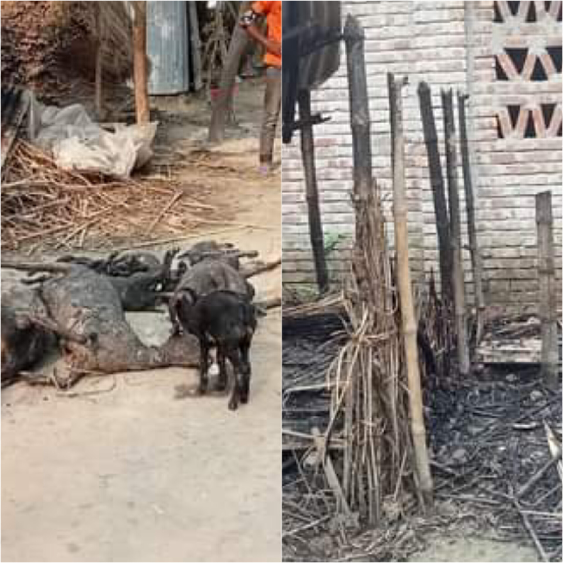 জীবননগরে অগ্নিকাণ্ডে ১৬টি ছাগলের মধ্যে ১৪টির মৃত্যু