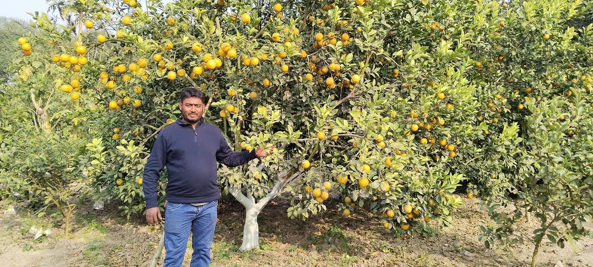 ফল চাষে ভাগ্য খুলেছে সজলের