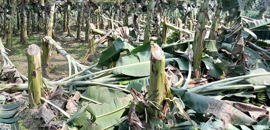 গাংনীতে কৃষকের ২ বিঘা কলাগাছ কেটে তছরুপ