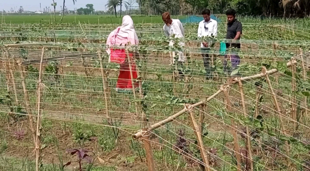 ঝিনাইদহে শত্রুতার জেরে পটল খেত কেটে তছরুপ