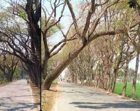 সড়কের পাশে গাছের সারি এখন মরণফাঁদ!