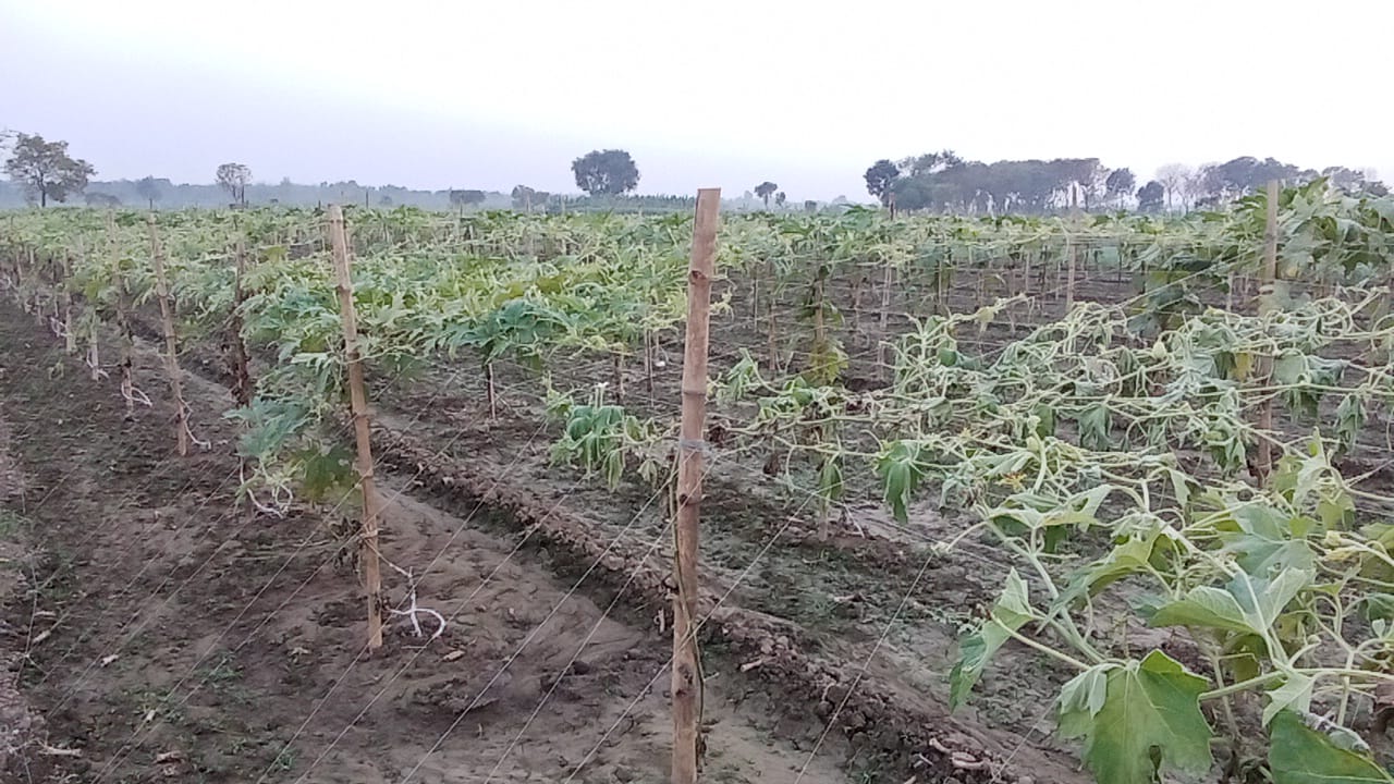 গাংনীতে আগাছানাশক ছিটিয়ে লাউখেত তছরুপ