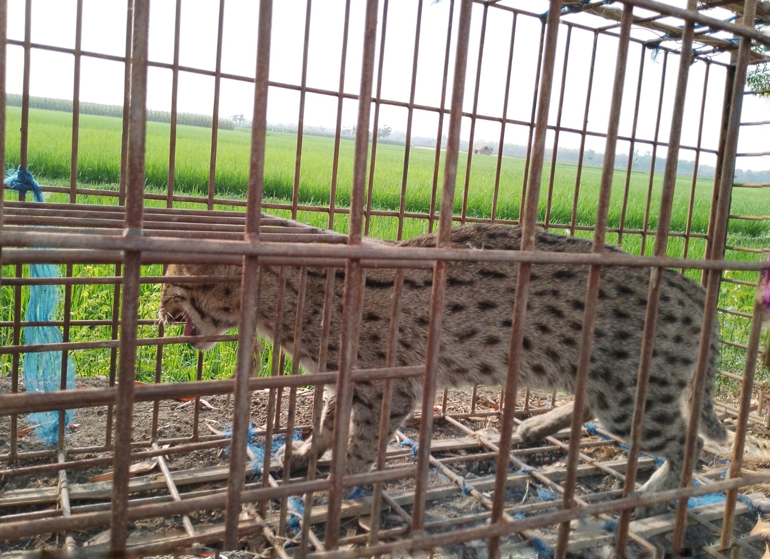 হাঁসের খামারে আটকা পড়ল মেছো বাঘ