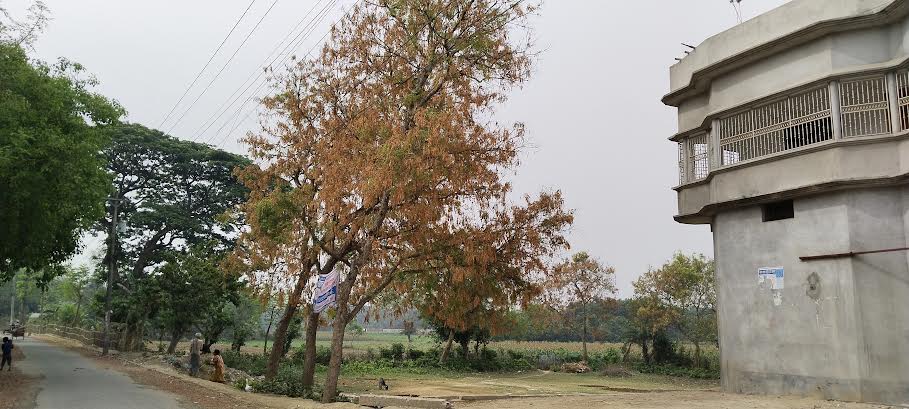 দর্শনা এলাকায় ব্যাপকহারে নিমগাছে মোড়ক লেগেছে