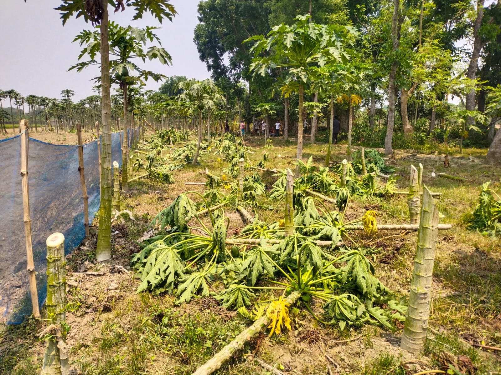 চুয়াডাঙ্গায় জমি নিয়ে দ্বন্দ্বের জেরে কৃষকের পেঁপে বাগান কেটে তছরুপ
