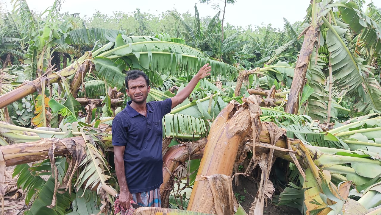 ঘূর্ণিঝড় রেমালে দুই কৃষকের কলাবাগান তছনছ