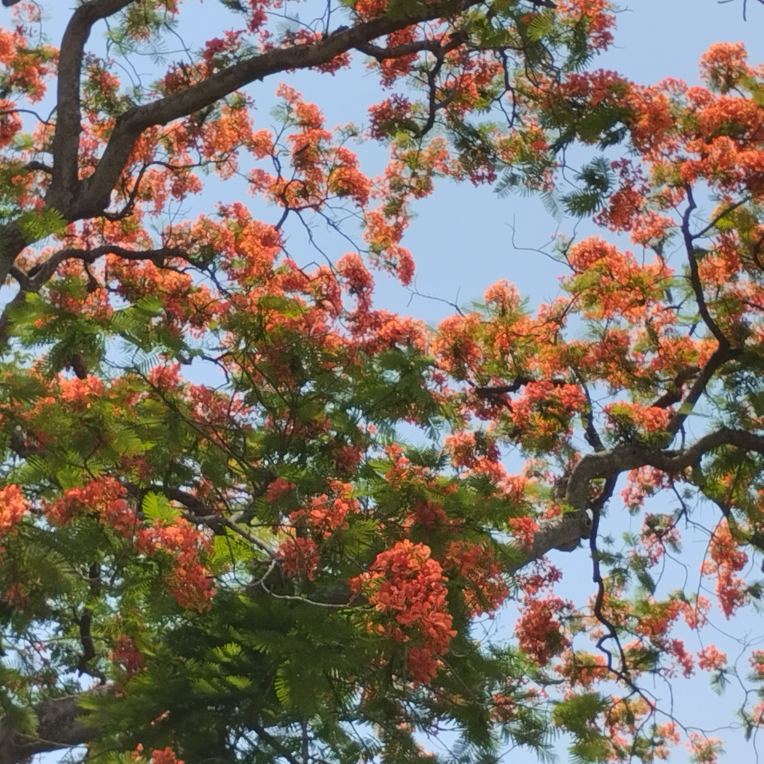 স্নিগ্ধতা ছড়াচ্ছে ছায়াবৃক্ষ কৃষ্ণচূড়া
