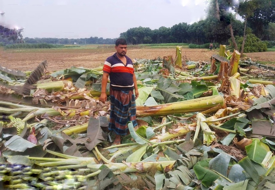 গাংনীতে কৃষকের কলাগাছ কর্তনের অভিযোগ