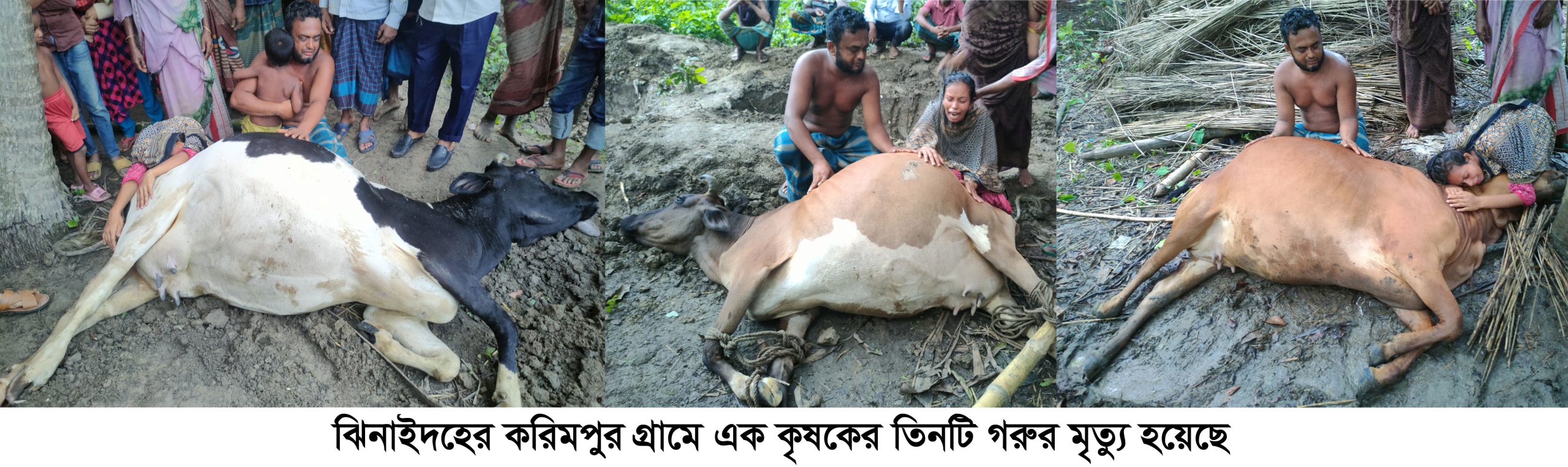 ঝিনাইদহে বিষক্রিয়ায় তিনটি গাভী গরুর মৃত্যু
